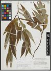 Foto von Salix alba L. x Salix fragilis L.